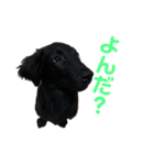 Lily Face stamp 2（個別スタンプ：6）