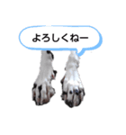 ダルメシアンのアンディだよー（個別スタンプ：6）