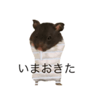 すーくんの日常。。（個別スタンプ：1）