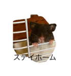すーくんの日常。。（個別スタンプ：3）