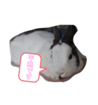 うさーず＆マロン（個別スタンプ：3）