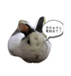 うさーず＆マロン（個別スタンプ：5）