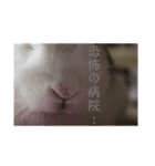 うさーず＆マロン（個別スタンプ：7）