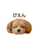 チャムさん4（個別スタンプ：1）