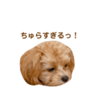 チャムさん4（個別スタンプ：4）