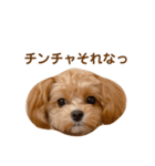 チャムさん4（個別スタンプ：12）