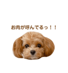 チャムさん4（個別スタンプ：13）