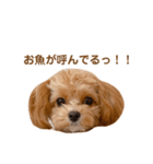 チャムさん4（個別スタンプ：14）