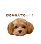 チャムさん4（個別スタンプ：15）