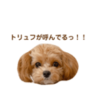 チャムさん4（個別スタンプ：16）