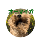 おとぼけルークのスタンプ3（個別スタンプ：20）