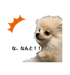 ポメラニアンAndyのLIFESTMPS ver.3（個別スタンプ：2）
