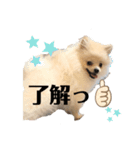 ポメラニアンAndyのLIFESTMPS ver.3（個別スタンプ：3）