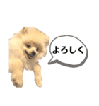 ポメラニアンAndyのLIFESTMPS ver.3（個別スタンプ：4）