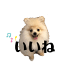 ポメラニアンAndyのLIFESTMPS ver.3（個別スタンプ：7）