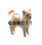 ポメラニアンAndyのLIFESTMPS ver.3（個別スタンプ：11）