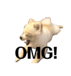 ポメラニアンAndyのLIFESTMPS ver.3（個別スタンプ：14）