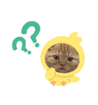 身近なねこスタンプ1（個別スタンプ：10）