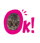 身近なねこスタンプ1（個別スタンプ：11）