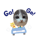 身近なねこスタンプ1（個別スタンプ：12）