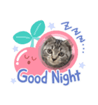 身近なねこスタンプ1（個別スタンプ：16）
