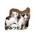 にゃんこオールスターズ（個別スタンプ：3）