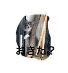 にゃんこオールスターズ（個別スタンプ：4）
