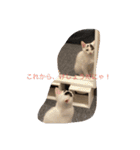 にゃんこオールスターズ（個別スタンプ：11）