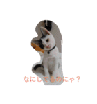 にゃんこオールスターズ（個別スタンプ：13）