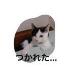 にゃんこオールスターズ（個別スタンプ：14）