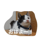 にゃんこオールスターズ（個別スタンプ：15）