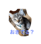 にゃんこオールスターズ（個別スタンプ：16）