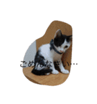 にゃんこオールスターズ（個別スタンプ：17）