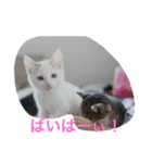 にゃんこオールスターズ（個別スタンプ：18）