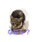にゃんこオールスターズ（個別スタンプ：19）