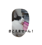 にゃんこオールスターズ（個別スタンプ：20）