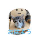 にゃんこオールスターズ（個別スタンプ：22）
