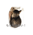 にゃんこオールスターズ（個別スタンプ：23）