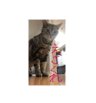 ビビちゃんのたわいもない一言（個別スタンプ：3）