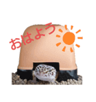 レオパのほむらさん2。（個別スタンプ：1）