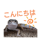 レオパのほむらさん2。（個別スタンプ：2）