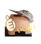 レオパのほむらさん2。（個別スタンプ：3）