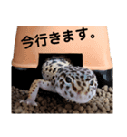 レオパのほむらさん2。（個別スタンプ：6）