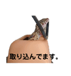 レオパのほむらさん2。（個別スタンプ：8）