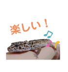 レオパのほむらさん2。（個別スタンプ：10）