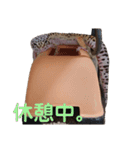 レオパのほむらさん2。（個別スタンプ：13）