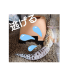 レオパのほむらさん2。（個別スタンプ：15）