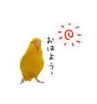 ひまぴー( 'Θ' )（個別スタンプ：1）