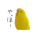 ひまぴー( 'Θ' )（個別スタンプ：3）