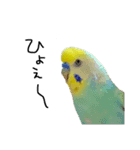 ひまぴー( 'Θ' )（個別スタンプ：4）